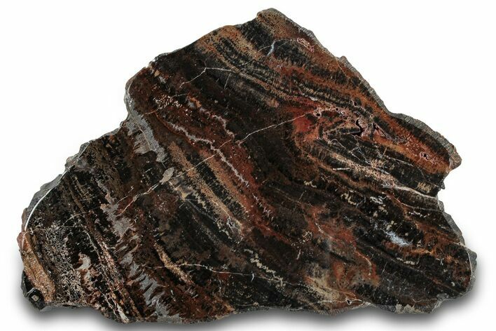 Polished Petrified Tiger Wood End-Cut - Arizona #300170